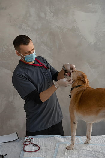 veterinář, vyšetření psa, psí ústa, klinika, obličejová maska, rukavice, péče o mazlíčky, zdraví psů, lékařská prohlídka, péče o zvířata, Veterinární klinika