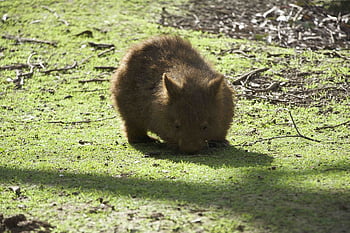 wombat, wildlife, marsupial, creature, australian