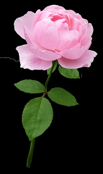 rosa, stelo, bellissimi fiori, fiore, carta da parati floreale, fioritura, sfondo di fiori, pianta, giardino, natura, romantico