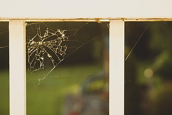 web, spiderweb, trap, spider, cobweb, insect, creepy, nature, net, arachnid, silk