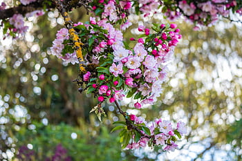 apple Blossom, apple Tree, fruit Tree, bloom, blossom, bud, pink