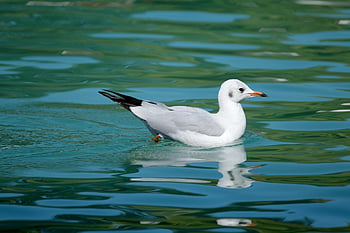 gabbiano, uccello, natura, lago, gabbiano con testa nera, uccello acquatico, animale, acqua, influenza aviaria, ornitologia