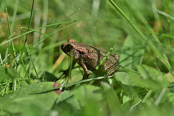 žába, ropucha, obojživelník, obratlovců, zvíře, Příroda, volně žijících živočichů, fotografování zvířat