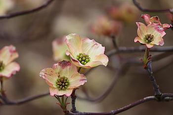 Hartriegel, Blumen, Ast, Baum, cornus, blühender Hartriegel, Blütenblätter, blühen, Pflanze, Frühling, Garten