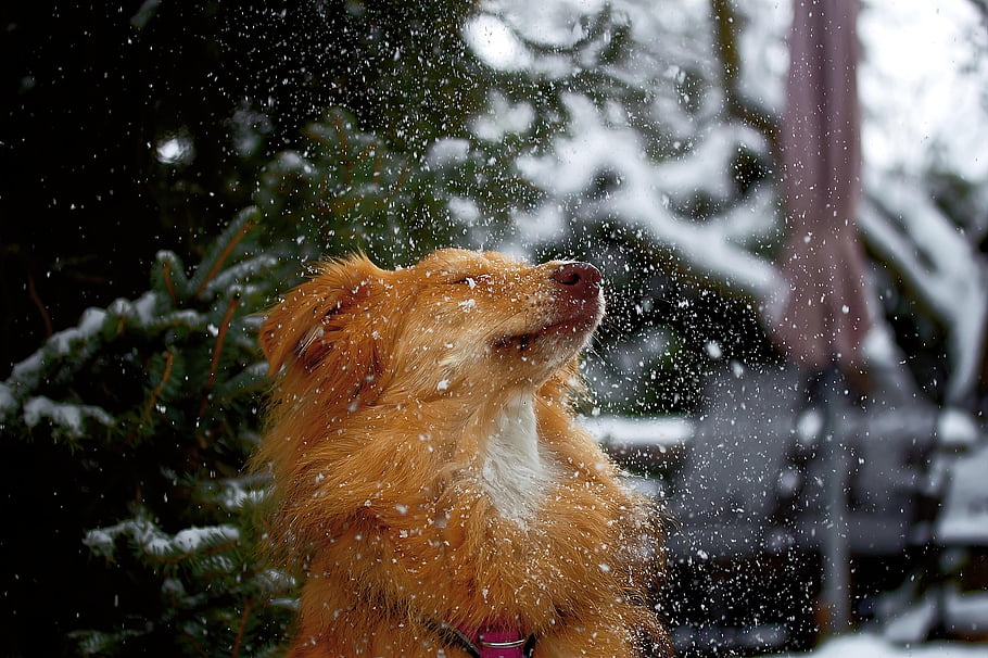 dog, animal, domestic Animal, cute, snow, mammal, adorable, fun, winter, fur, january