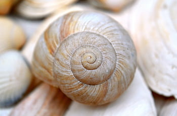 sleeve, mollusk, snail, shellfish, spiral, shell Spiral, crustaceans, beach, maritime, summer, texture