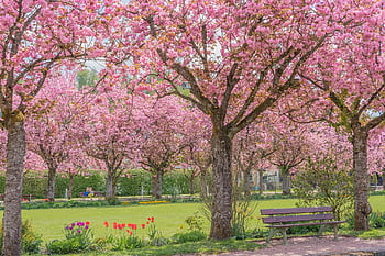 třešňové květy, Lavička v parku, třešňový květ stromy, květ, park, zahrada, Příroda, jaro, třešní, sakura, stromy