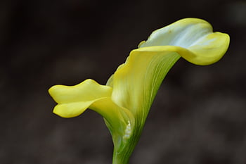 velikonoční lilie, calla lily, květinové pozadí, Příroda, velikonoční, květ, krásné květiny, lilie, květinové tapety, žlutá, calla
