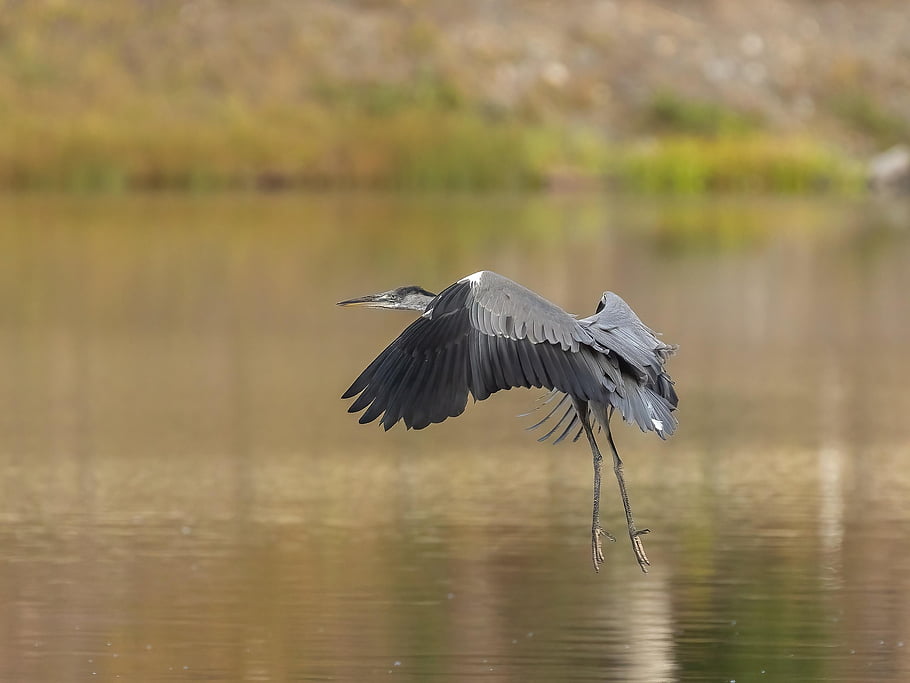 volavka, vodní ptáci, jezero, Příroda, pták, řeka, volně žijících živočichů