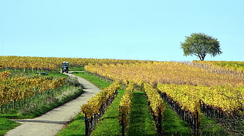 vineyards, autumn, agriculture, winegrowing, viticulture, fall, nature, landscape
