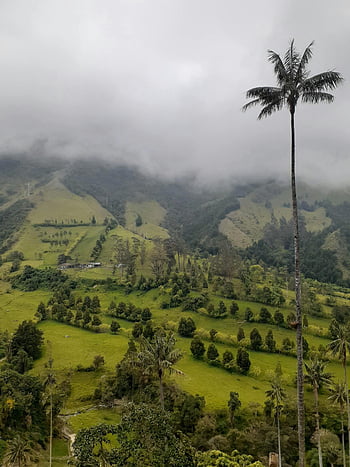 Cocora Valley, aerial view, green valley, wax palms, cloudy sky, scenic view, Colombia, natural landscape, tropical valley, mountainous terrain, lush vegetation