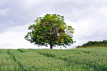 tree, grain Field, wheat Field, farm, agriculture, field, nature, landscape