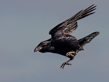 vrána, corvid, létající vrána, černý pták, let, křídla, létající, létající pták, peří, černé peří, ptačí