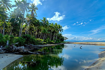 beach, lagoon, palm Trees, shore, seashore, coast, coastline, tropical Island, island, paradise, nature