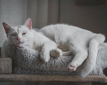 잠자는 고양이, 하얀 고양이, 푹신한 침대, 고요한 고양이, 고양이를 풀다, 부드러운 침대, 고양이 쉬고있는, 고양이 낮잠, 고양이 수면, 솜털 고양이