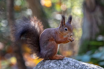 scoiattolo, natura, animale, roditore, foresta, parco, carina, albero, vita della foresta, roditori, curioso