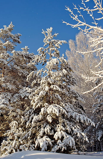 pine, winter, nature, snow, forest, trees, woods, frost, cold, snowdrift, landscape