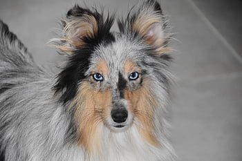 dog, female Dog, bitch Shetland Sheepdog, bitch Nobility Blue, color Blue Merle, black Truffle, dog Portrait, pet, doggie, shetland Sheepdog Female, animal