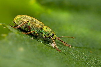 insetto, natura, Estonia, macro, animale, foresta, artropodo, foglia, avvicinamento, aracnide, carnivoro