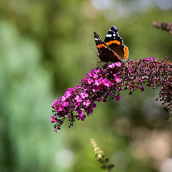 butterfly, summer Lilac, pollination, butterfly Bush, pink Flowers, flowers, nature, flower Background, insect, garden, flower Wallpaper