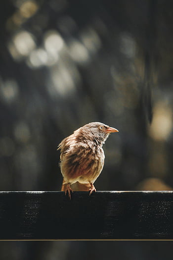 pták, Babbler Bird, posazený, zábradlí, detail, bokeh pozadí, rozmazané pozadí, fotografování divoké zvěře, Příroda, venkovní, zvíře