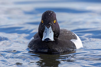duck, tufted Duck, bird, waterfowl, avian, water, eye, wildbird, wildlife, ornithology, plumage