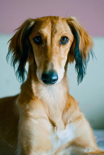 persisk vinthund, saluki hund, lugna uttryck, inomhusmiljö, bedårande hund, porträttfoto, tittar på kameran, husdjur fotografering, hundraser, inomhusdjur, djurfotografi