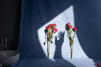 개화하는 장미, 파란색 직물, 그림자, 예술적 사진, 독특한 디스플레이, 손 그림자, 꽃 예술, 로즈 그림자, 패브릭 질감, 예술적 구성, 파란색 배경