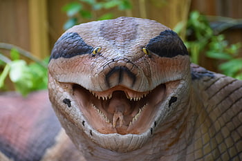 アノコンダ、 先史時代、 恐竜、 口を開けて、 ヘビ、 示す、 ハーマンパーク動物園、 ヒューストンテキサス宇佐、 獣、 プテロダクチル、 リラノサウルス