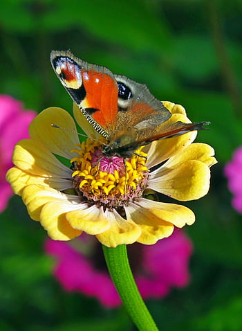 peacock Butterfly, beautiful Flowers, butterfly, flower Background, flower Wallpaper, zinnia, insect, aglais Io, european Peacock, flower, nature
