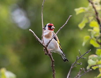 Stieglitz, Vogel, thront, Ast, Europäischer Stieglitz, Singvogel, Tier, Tierwelt, Gefieder, Natur, Vögel beobachten