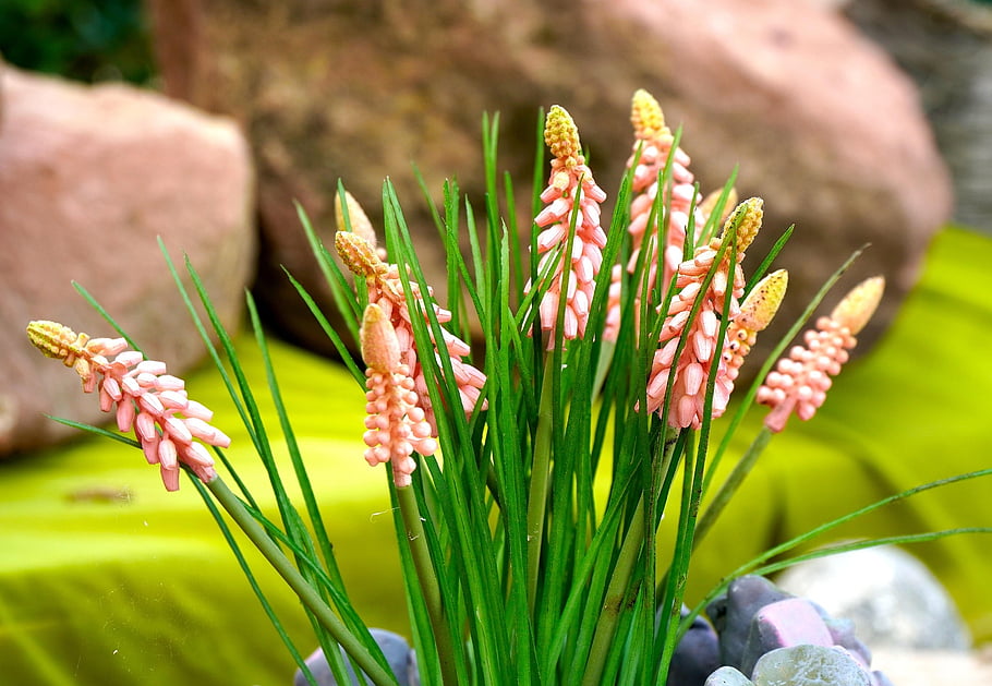 flower, flower Wallpaper, blossom, bloom, spring, pink, flower Background, nature, beautiful Flowers, flora