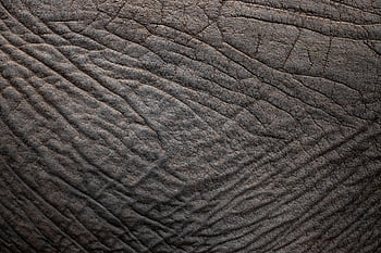 elefante, pelle, struttura, pachiderma, avvicinamento, Africa