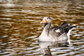 husa, divoký pták, divoká husa, vodní pták, zvíře, drůbež, Příroda, greylag goose, stěhovavých ptáků, voda, peří