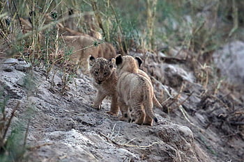 lion Cubs, lion Baby, lions, babies, africa, pet, wildlife, safari, animal, cute, cat