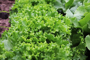 lettuce, salad, garden, plants, growing Lettuce, green Salad, butter Leaf Lettuce, kinds Of Lettuce, nature, head Of Lettuce, cut Lettuce