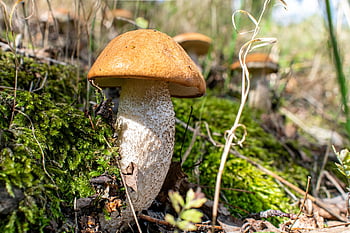 champignon, birk champignon, natur, fælles birk champignon, Skov, jord, efterår, birk placidus, Capuchin, geiß champignon, leccinum scabrum