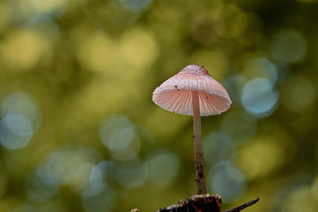 houba, helmling, mech, les, Příroda, lesní podlaha, zimní, věda o houbách, zblízka, vykořenit, hd pozadí