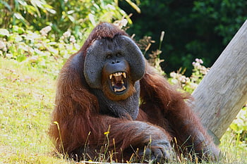 orangutan, primate, animal, ape, wildlife, zoo, nature