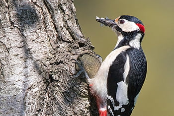 great Spotted Woodpecker, bird, feed, insect, woodpecker, animal, plumage, beak, tree, spring, nature