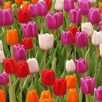 tulips, flowers, colored Tulips, blossom, to Flourish, petals, flora, floors, nature, generated By Ai