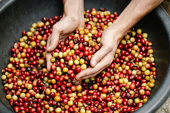 coffee beans, coffee cherries, coffee harvest, hands picking, ripe coffee, coffee production, coffee processing, coffee farming, coffee fruit, coffee picking, coffee basin
