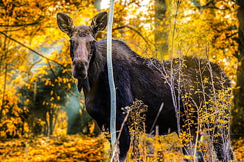 elg, dyr, dyreliv, kvinde, pattedyr, natur, Skov, efterår, ko, løv