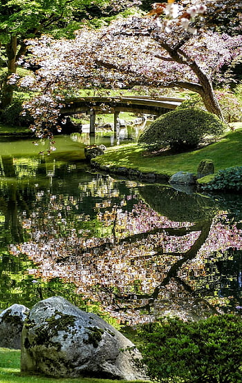 japonská zahrada, nitobe, pamětní, vancouver, ubc, odraz