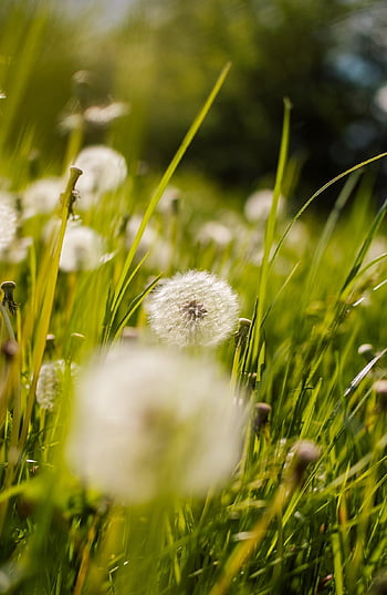dandelion, dandelions, sonchus Oleraceus, nature, meadow, nuns, plant, spring, closeup, the Delicacy, macro
