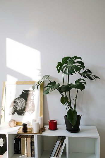 rostlina monstera, zelená rostlina, hrnec, elegantní výzdoba pokoje, moderní nábytek, vnitřní zařízení, prosperující rostlina, bílé police, svíčky, knih, umělecká díla