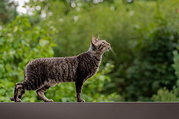 gatto, animale, mammifero, felino, animale domestico, natura, rex cornish, all'aperto, ritratto, alberi, verde
