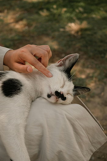 osoba mazlení kočka, černá a bílá kočka, venkovní nastavení, uvolněná kočka, jemné mazlení, Kočka na klíně, venkovní fotografie, interakce s mazlíčky, péče o kočky, Náklonnost zvířat, klidný okamžik