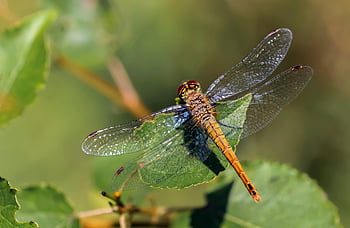 szitakötő, rovar, makró, szárnyak, szitakötő szárnyak, szárnyas rovar, Odonata, anisoptera, rovartan, fauna, természet