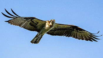 mořský orel, pták, raptor, jestřáb, zvíře, létající, křídla, peří, Příroda, volně žijících živočichů, stoupající